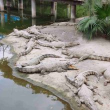 “Беда не приходит одна”: наводнения и хищники атаковали Гуандун